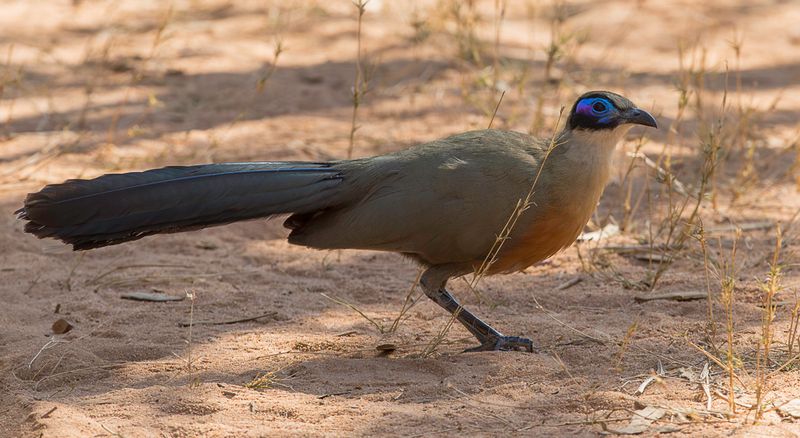 Giant Coua
