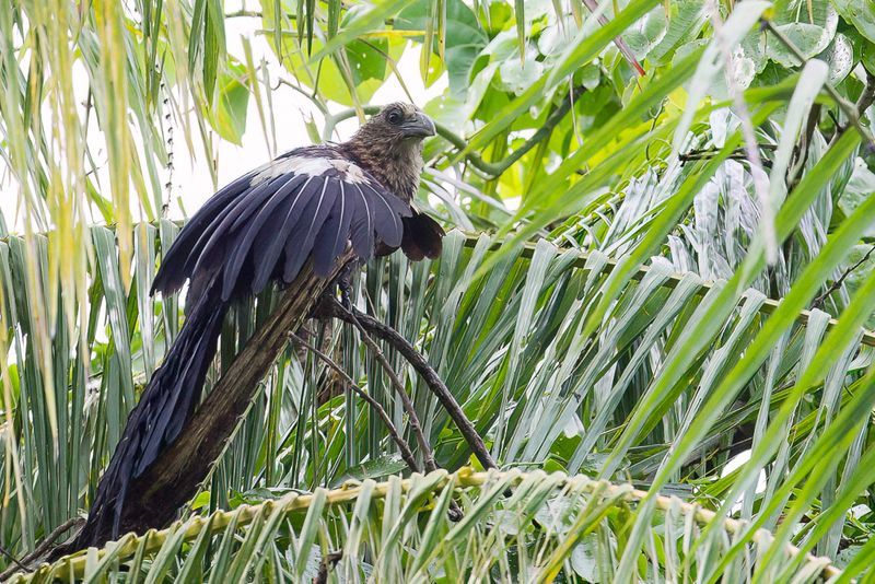 Goliath Coucal (j)