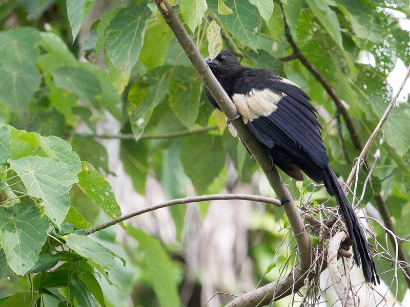 Goliath Coucal