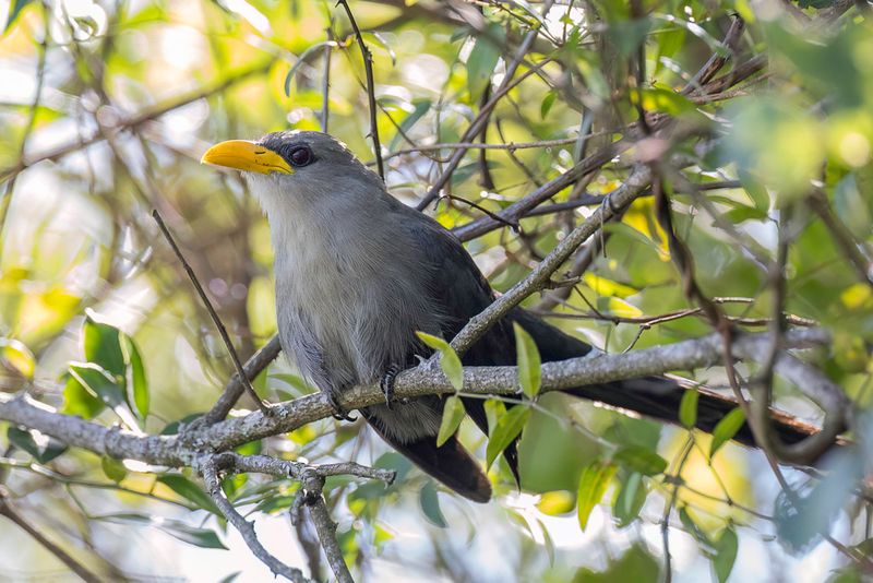 Green Malkoha