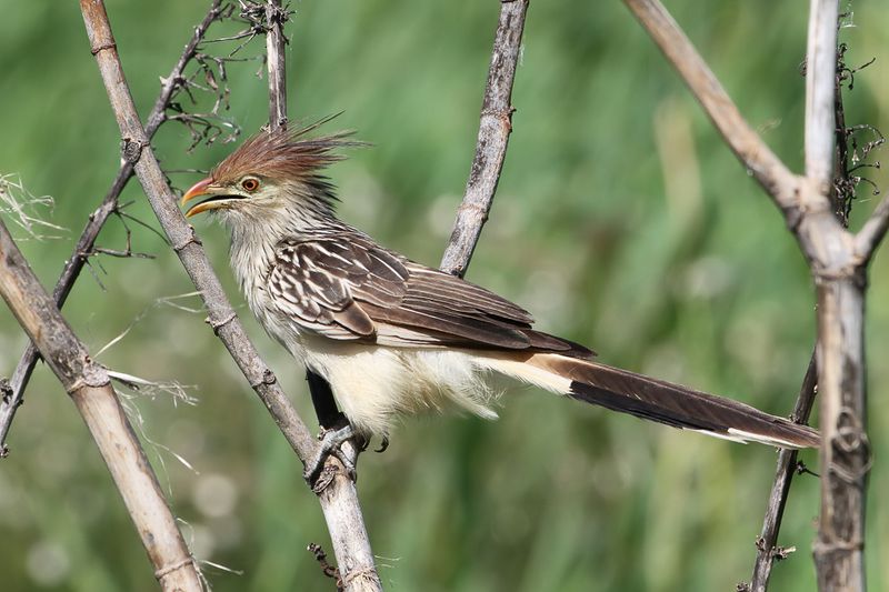 Guira Cuckoo