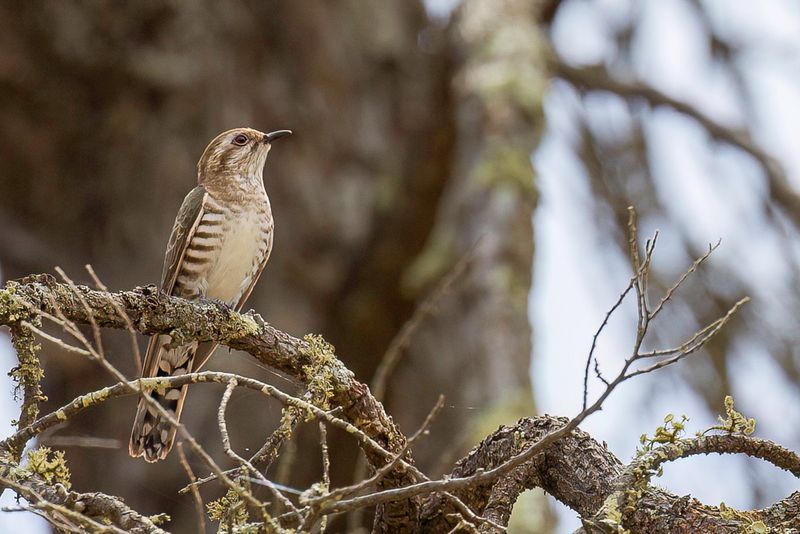 Horsfield's Bronze Cuckoo