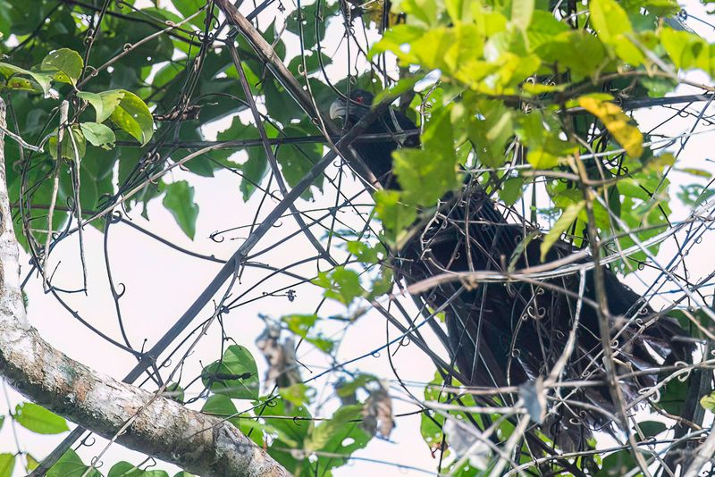 Ivory-billed Coucal