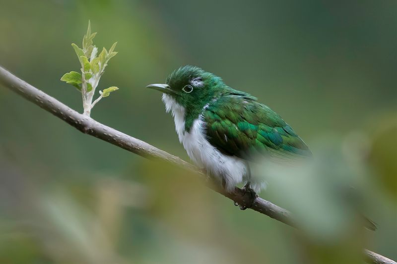Klaas's Cuckoo