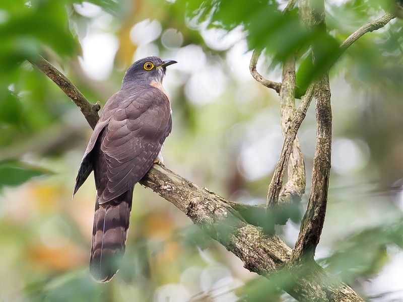 Large Hawk-Cuckoo