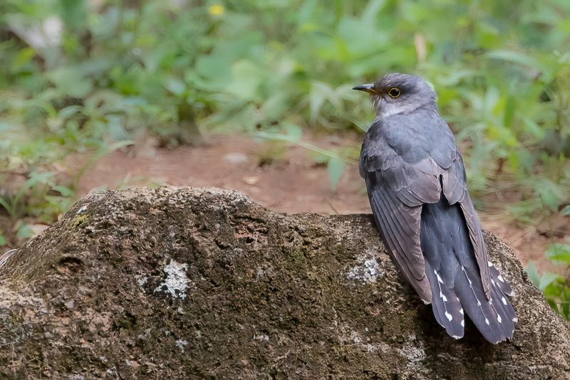 Lesser Cuckoo