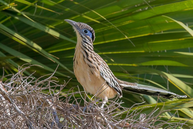 Lesser Roadrunner