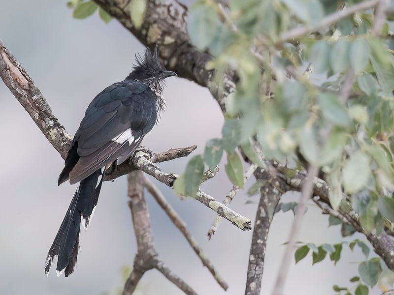 Levaillant's Cuckoo