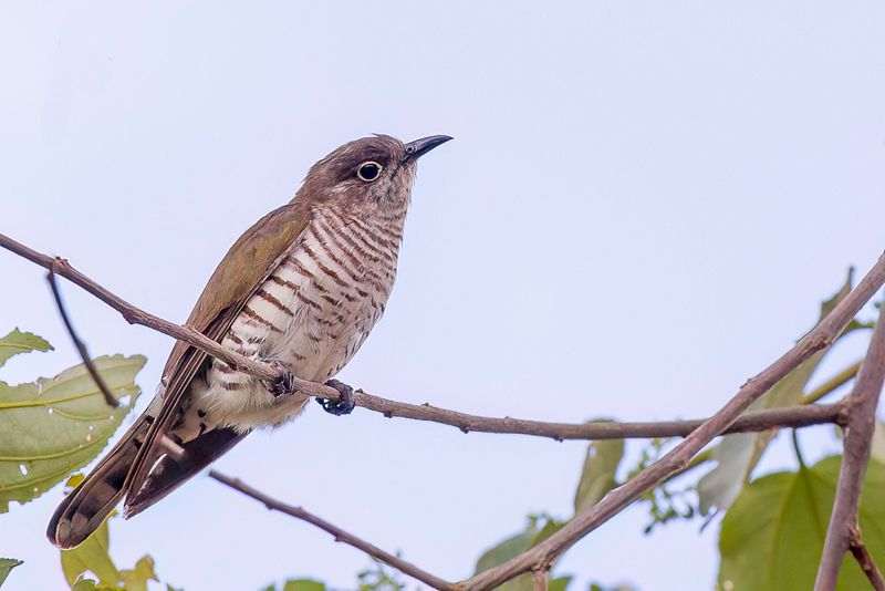 Little Bronze Cuckoo