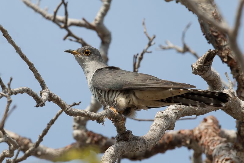 Madagascar Cuckoo