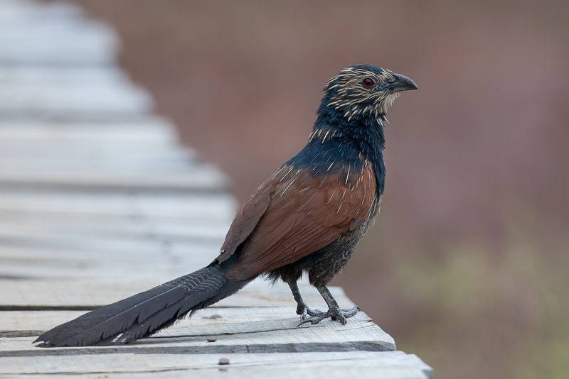 Malagasy Coucal