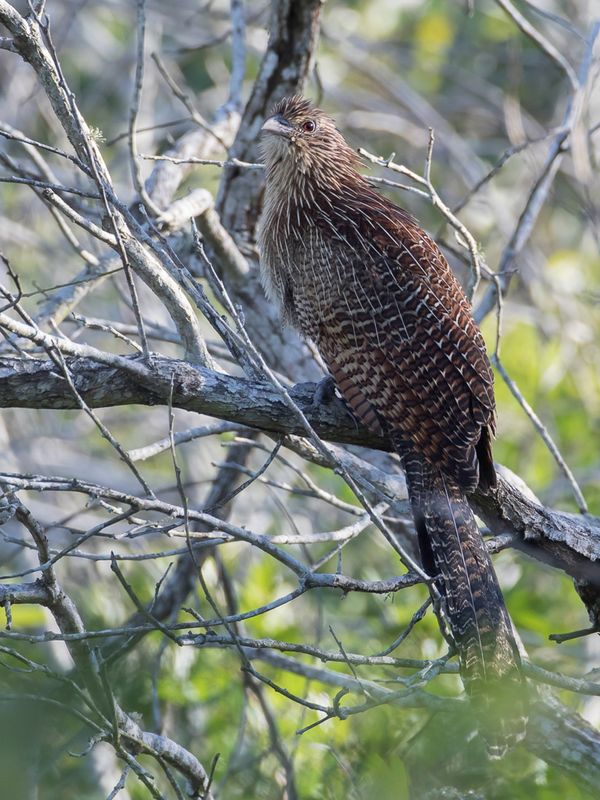 Pheasant Coucal