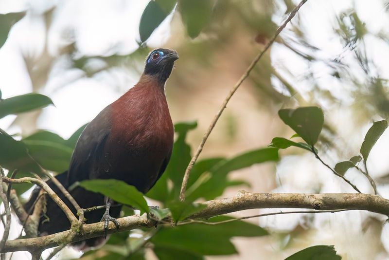 Red-breasted Coua