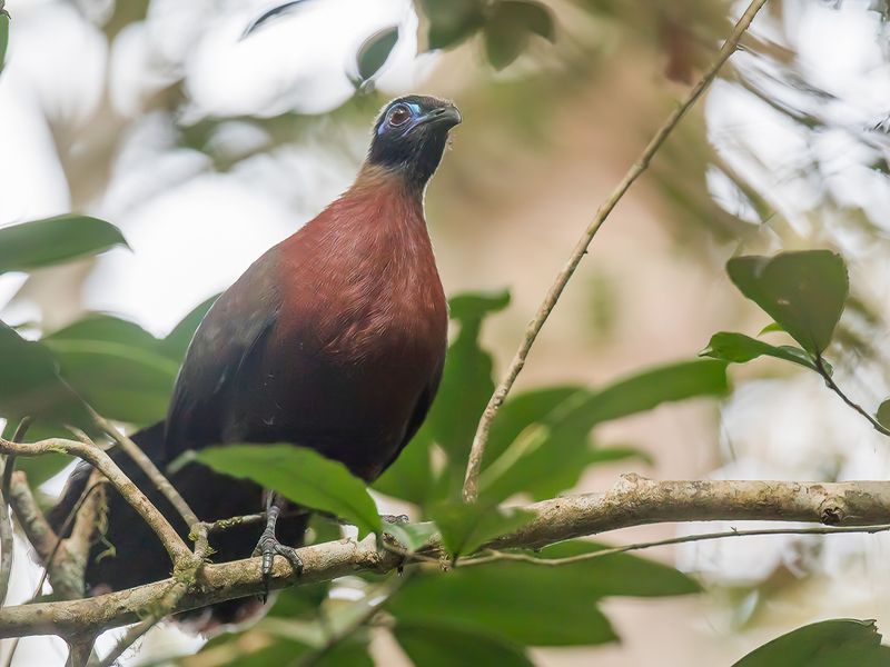 Red-breasted Coua