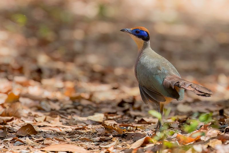 Red-capped Coua