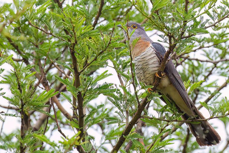 Red-chested Cuckoo