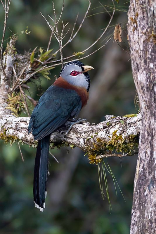 Scale-feathered Malkoha