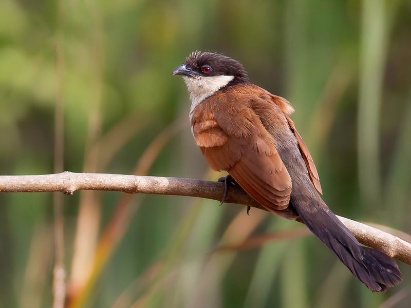 Senegal Coucal