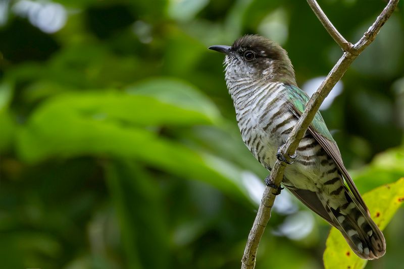 Shining Bronze Cuckoo