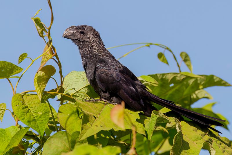 Smooth-billed Ani