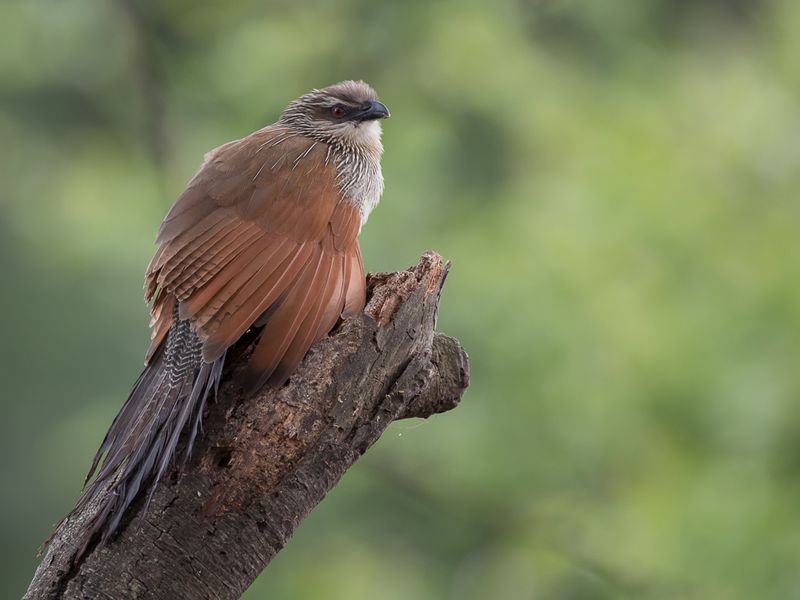 White-browed Coucal
