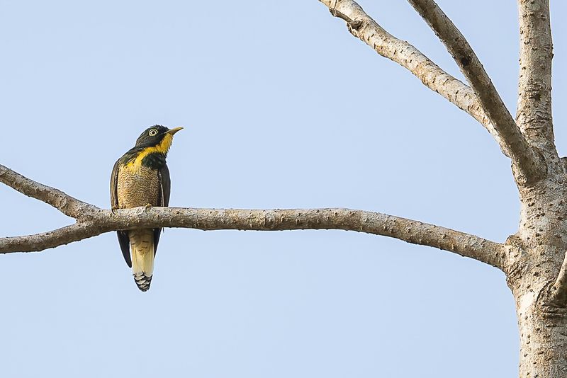 Yellow-throated Cuckoo