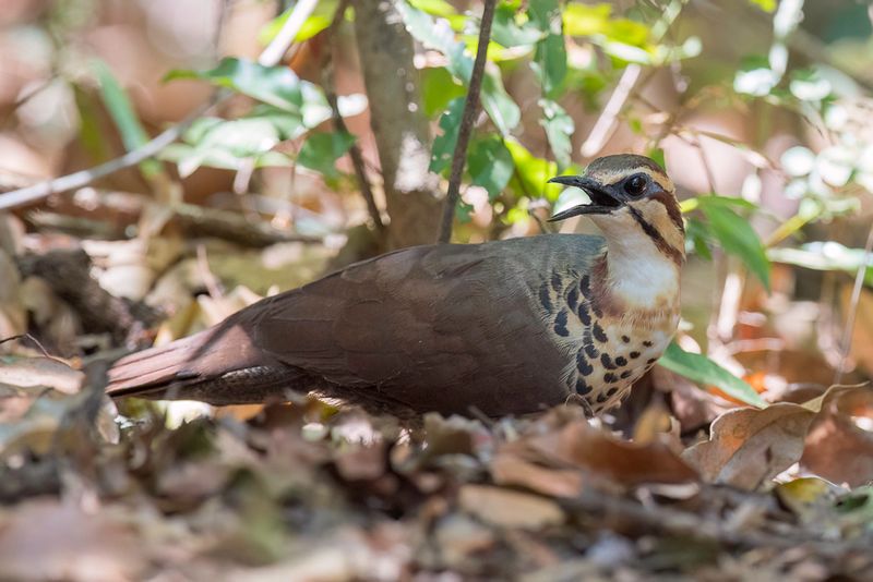 White-breasted Mesite
