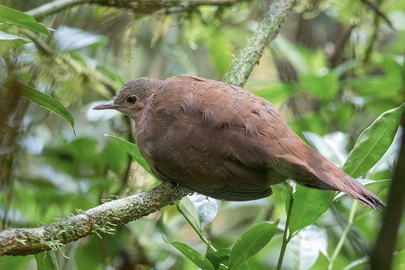 Brown Mesite