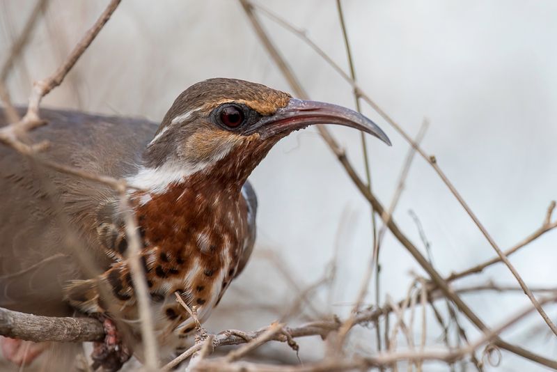 Subdesert Mesite (f)