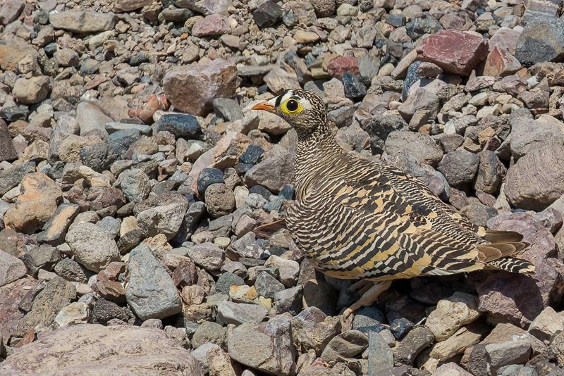 Lichtenstein's Sandgrouse (m)