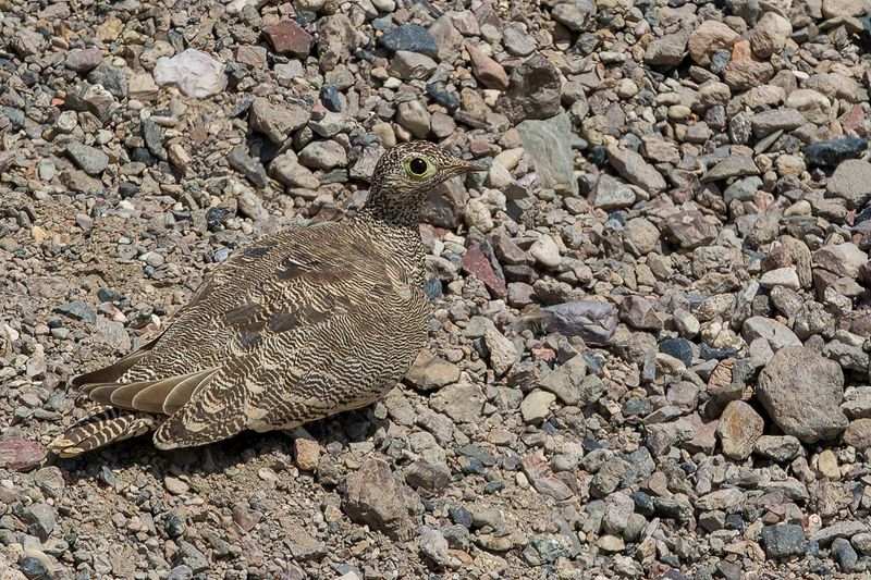Lichtenstein's Sandgrouse (f)