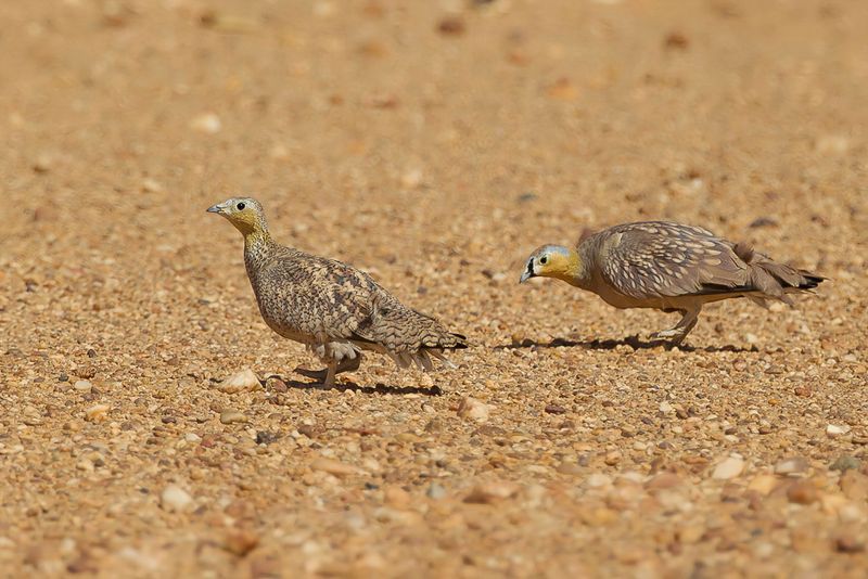 Crowned Sandgrouse (m+f)
