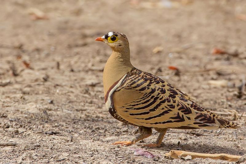Four-banded Sandgrouse (m)
