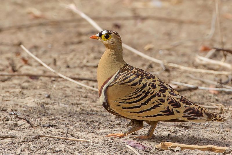 Four-banded Sandgrouse (m)