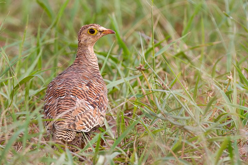 Double-banded Sandgrouse (f)