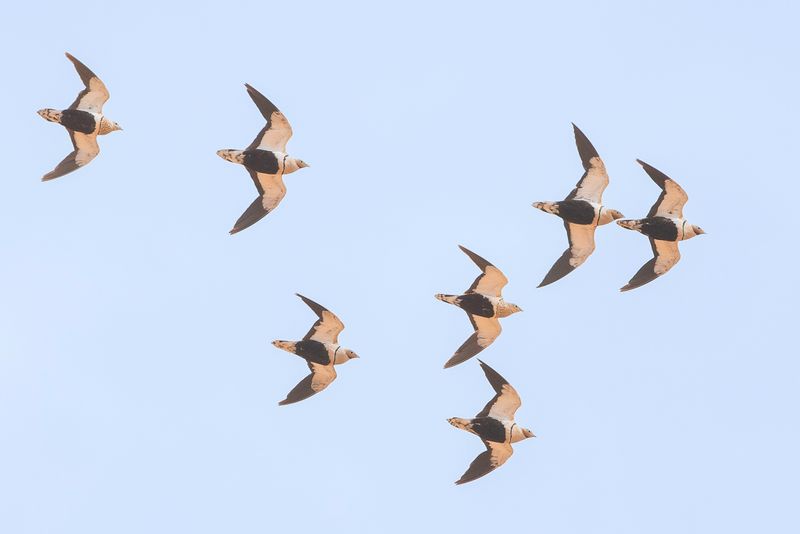 Black-bellied Sandgrouse (m)