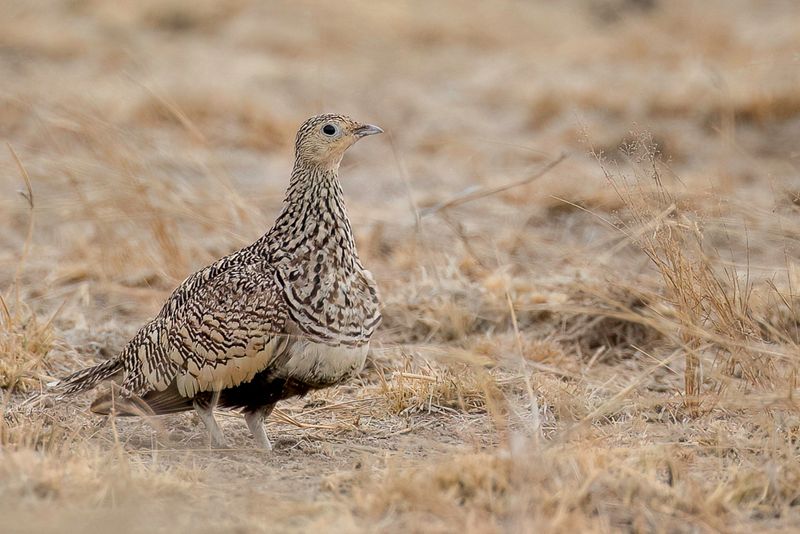 Chestnut-bellied Sandgrouse (f)