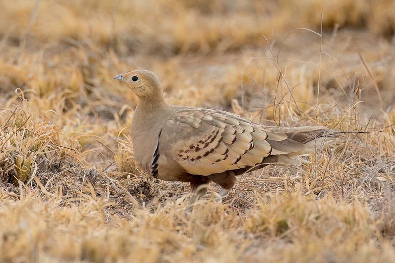 Chestnut-bellied Sandgrouse (m)
