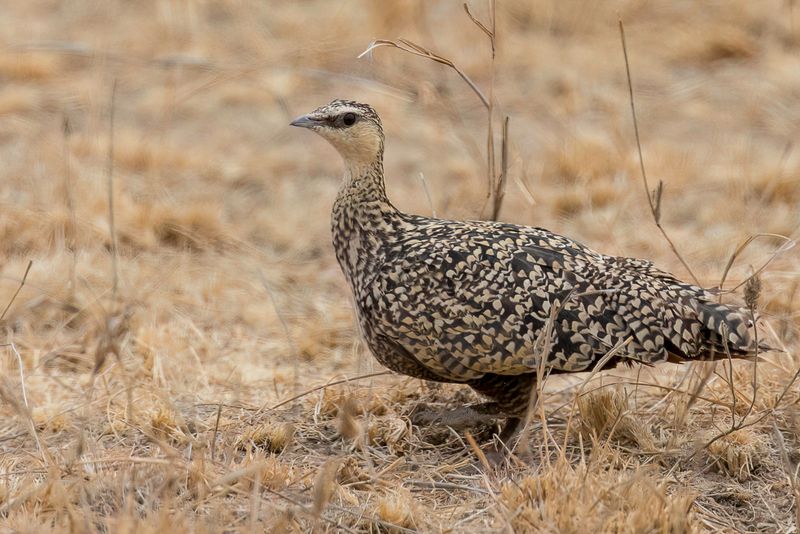 Yellow-throated Sandgrouse (f)