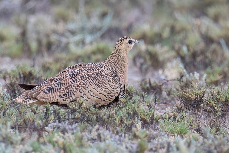 Madagascar Sandgrouse (f)