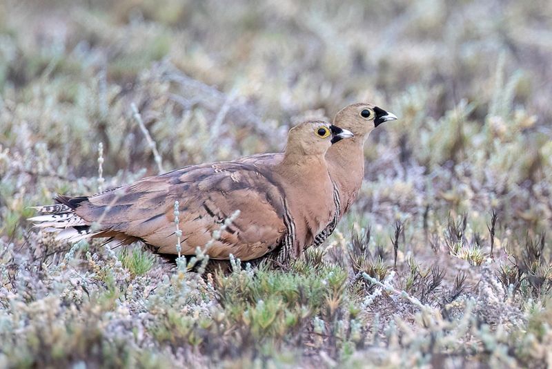 Madagascar Sandgrouse (m)