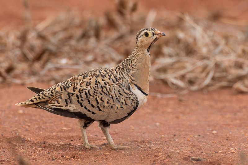 Black-faced Sandgrouse (f)