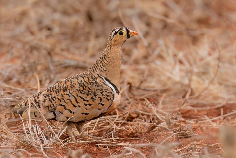 Black-faced Sandgrouse (m)