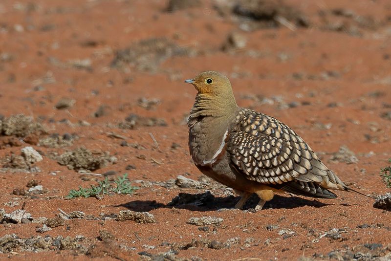 Namaqua Sandgrouse (m)