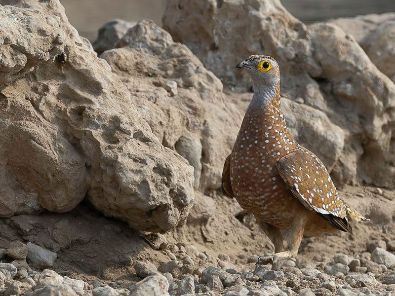 Burchell's Sandgrouse (m)