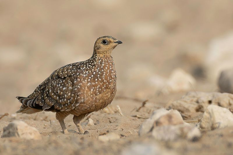 Burchell's Sandgrouse (f)