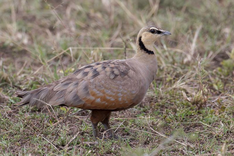 Yellow-throated Sandgrouse (m)