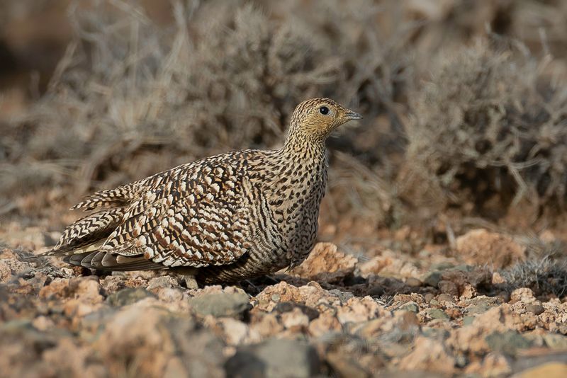 Namaqua Sandgrouse (f)