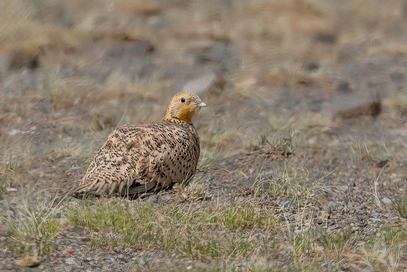 Pallas's Sandgrouse (f)
