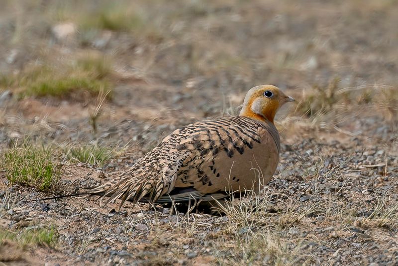 Pallas's Sandgrouse (m)